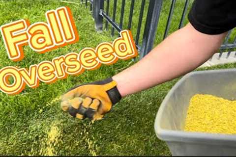 The Ultimate Guide to Fall Overseeding #overseed #lawncare #lawn