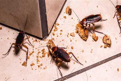 What do pest control companies use for roaches?