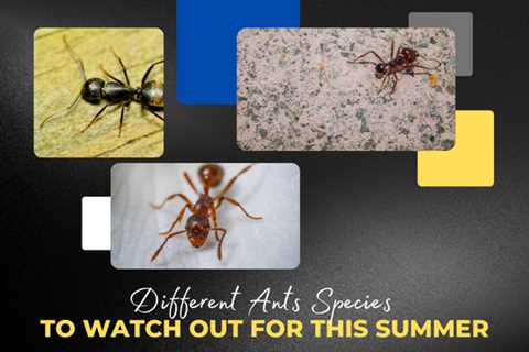 3 Different Ant Species That May Invade Your Oakville Home This Summer
