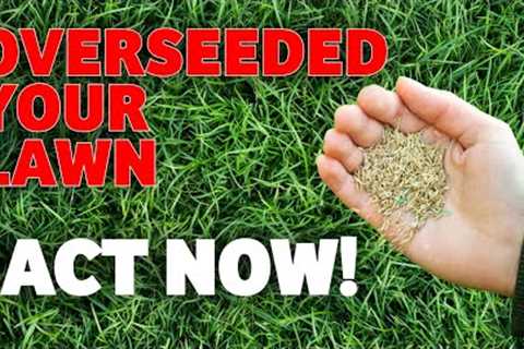 How to look after your newly renovated lawn - Do This NOW for Amazing Results!!