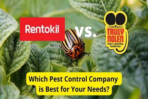 How Often Should Termite Treatment Be Done