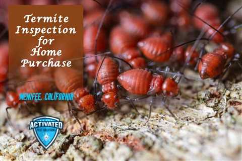 Affordable Termite Treatment Options in Philadelphia