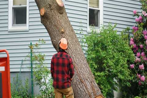 Clearing the Surrounding Area: Safety Precautions for Tree Removal