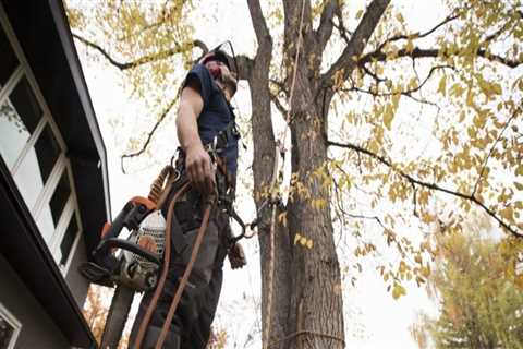Working with a Partner - The Dos and Don'ts for Tree Removal Safety