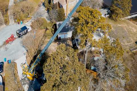 The Typical Response Time for a Tree Service Company in Fayetteville, Georgia