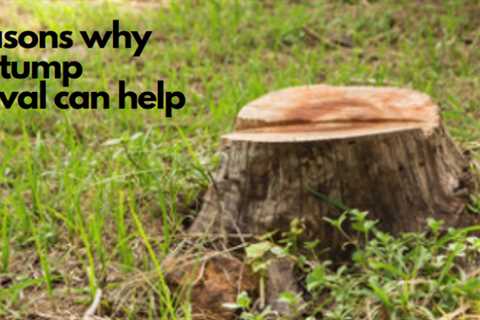 4 Reasons why tree stump removal can help