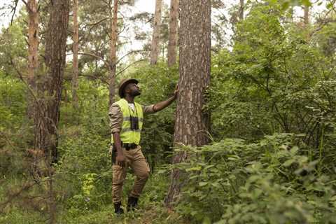 The Benefits of Using Trees for Landscaping