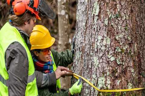 Residential Tree Removal: Essential Equipment and Techniques