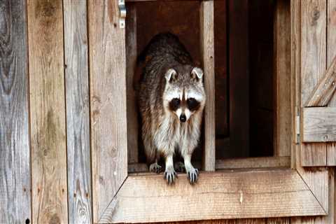 How Indoor Pest Control May Solve Your Raccoon Problem In Montgomery, TX