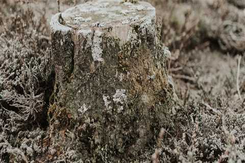 Tree Diseases In Durham: How Professional Tree Removal And Stump Removal Services Can Help