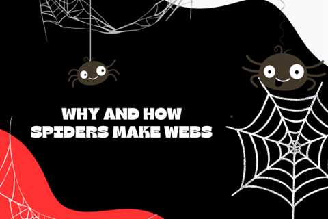 Residential Pest Control: Why Do Spiders Weave Webs?