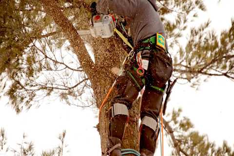Residential and Commercial Tree Maintenance