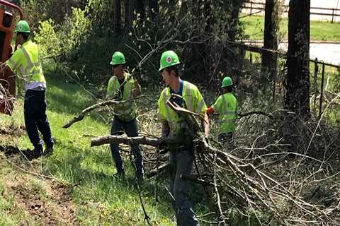 The Process of Disposing Debris After a Tree Job