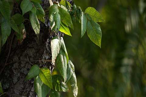 Rooting Out Danger: Poison Ivy Removal And Tree Care In Leesburg, VA