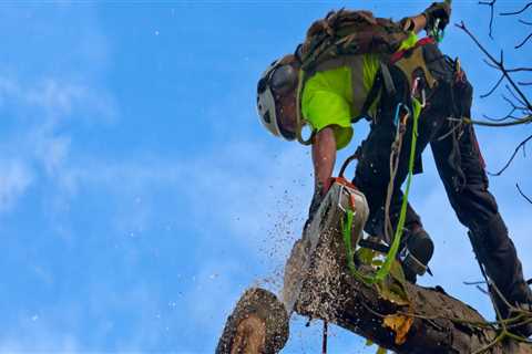 The Importance of Regular Maintenance Visits with a St. Louis Arborist