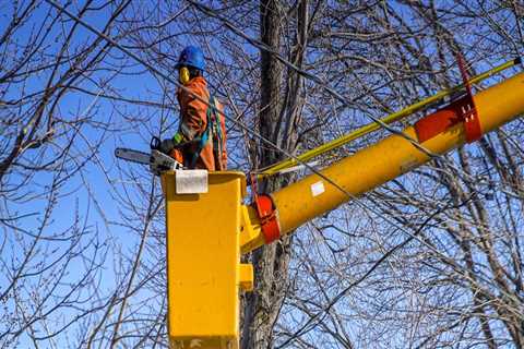 Finding Reliable Tree Care Services in Garland, Texas