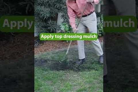 Make Your Lawn Look Great This Fall | Fall Overseeding