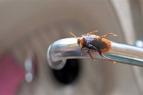 Is home pest control necessary?