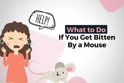 Kitchener Pest Removal: What to Do If You Get Bitten By a Mouse