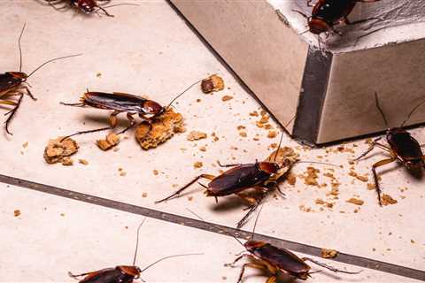 How Do I Get Rid Of Roaches Once And For All?