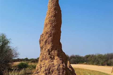 Understanding the Cost of Termite Treatment in OKC