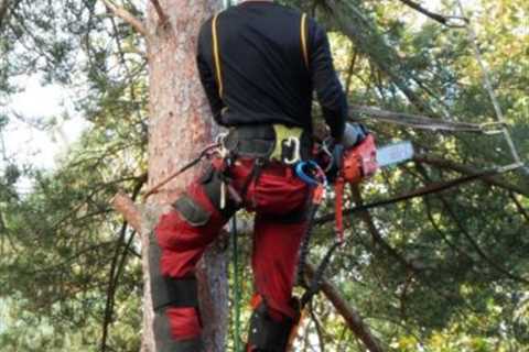 Tree Surgeon Little Harwood