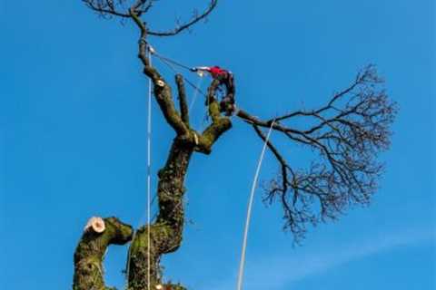 Tree Surgeon Myerscough