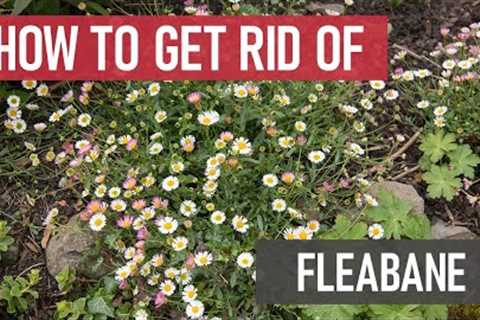 How to Get Rid of Fleabane [Daisy Lookalikes | Weed Management]