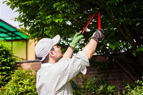 Tree Services