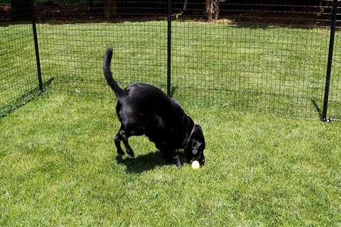 What is the cheapest fencing option for dogs?