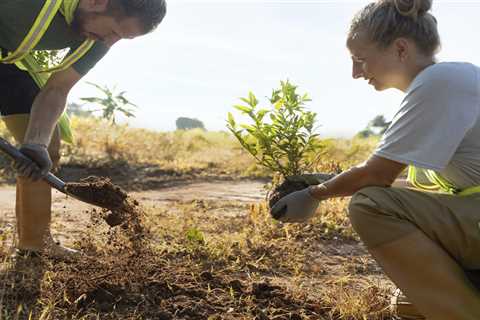 UNDERSTANDING THE DIFFERENT TYPES OF TREE TRANSPLANTATION – Truco Services