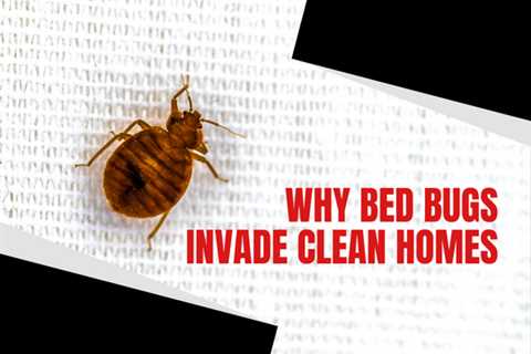 Milton Pest Control: Do Bed Bugs Invade Clean Homes?