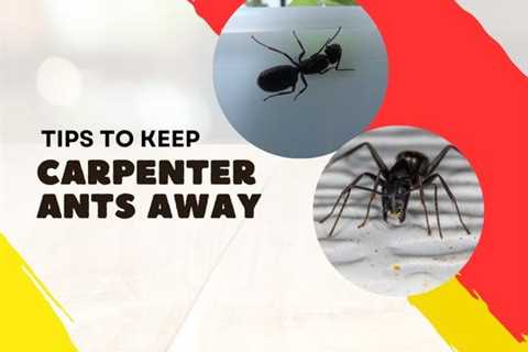Mississauga Pest Control: 3 Tips To Keep Carpenter Ants Away