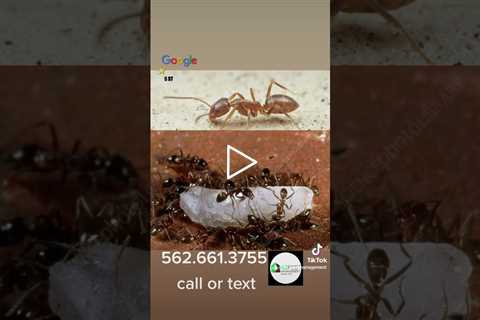 Ant season!