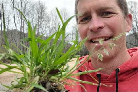 Worst Spring Weed in the Lawn and How to Kill it