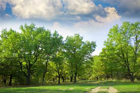 THE ROLE OF TREES IN SUPPORTING SUSTAINABLE AGRICULTURE