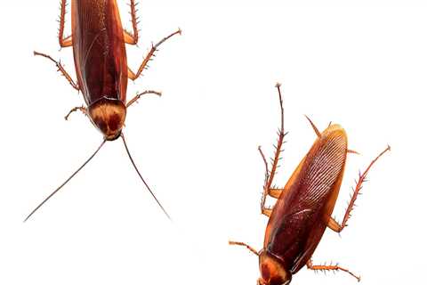 How long does it take for roaches to go away after exterminator?
