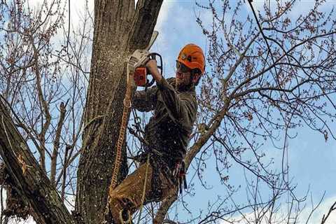 Understanding The Importance Of Tree Care And Maintenance After Tree Felling In Berkeley County, WV