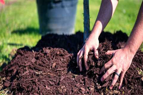 Preserving Groveland's Greenery: The Role Of Forestry Mulching In Professional Tree Care Services