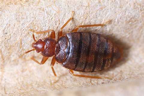 Bed Bug Control Service | NaturePest