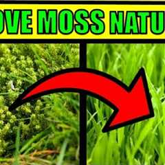 How To Get Rid of Moss In a Lawn Naturally  & Fast - HOME REMEDIES