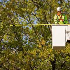 THE PROS AND CONS OF DIY TREE CARE VS. HIRING A PROFESSIONAL