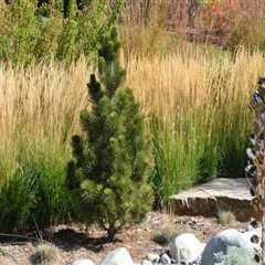 Creating a Xeriscape Design Plan: Transform Your Outdoor Space with Water-Wise Landscaping