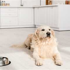 Why is Luxury Vinyl Flooring a Top Choice for Pet Owners? Unveiling the Benefits