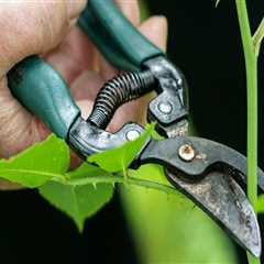 Green Care On A Budget: Choosing Affordable Tree Pruning, Trimming, And Removal Services In St...