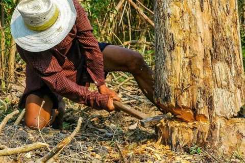 Unleashing the Power of Tree Risk Assessment Services: Arborist Consultation, Stump Grinding, and..