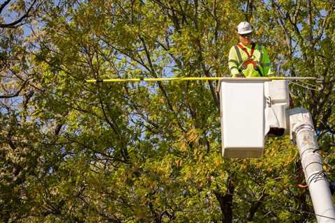 THE PROS AND CONS OF DIY TREE CARE VS. HIRING A PROFESSIONAL