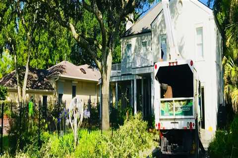 When is the Best Time to Trim Trees?