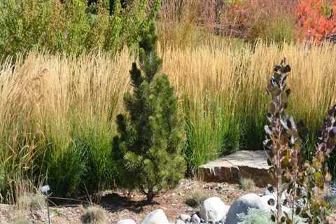 Creating a Xeriscape Design Plan: Transform Your Outdoor Space with Water-Wise Landscaping