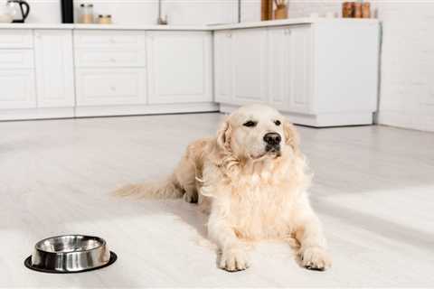 Why is Luxury Vinyl Flooring a Top Choice for Pet Owners? Unveiling the Benefits